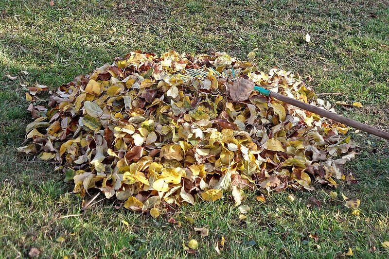 Raking fallen autumn leaves from a garden lawn and path