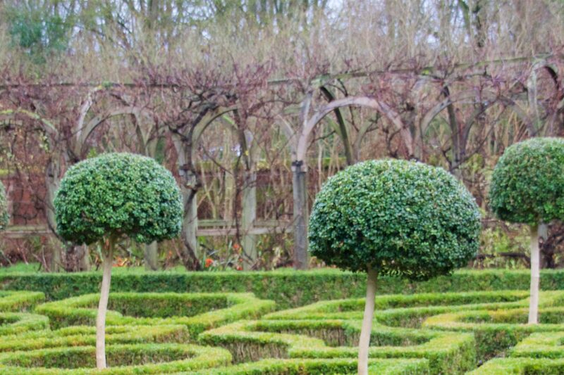 Clipped topiary standards over a knot garden of shaped hedges