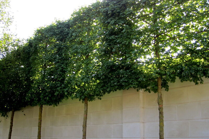 Freshly trimmed tall privacy hedge with dense green foliage