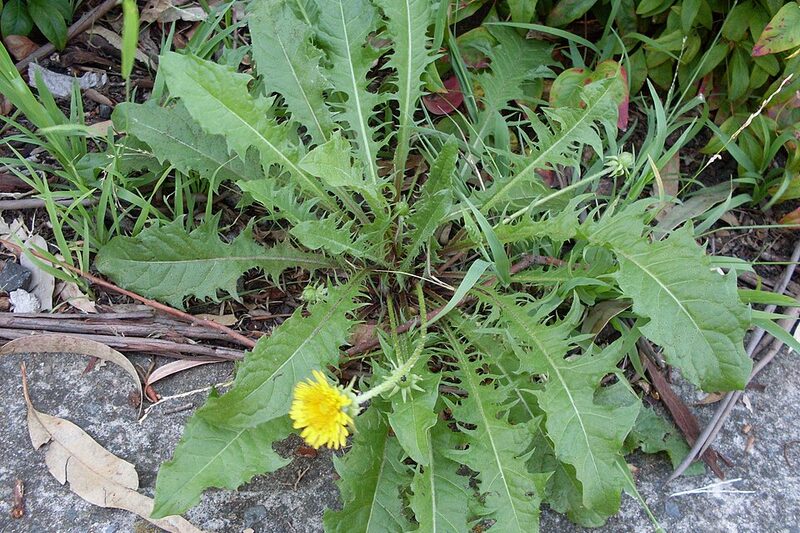 Dandelion weed flowering at the edge of a lawn