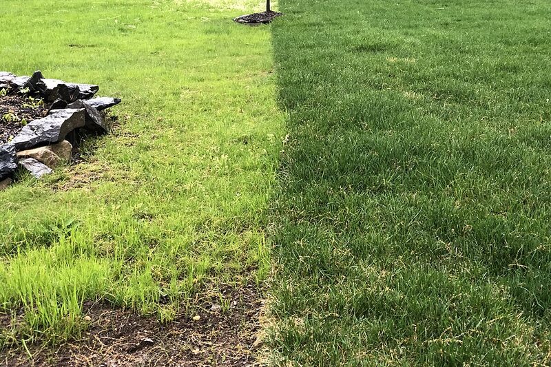 Newly laid sod beside a newly seeded lawn in a home garden