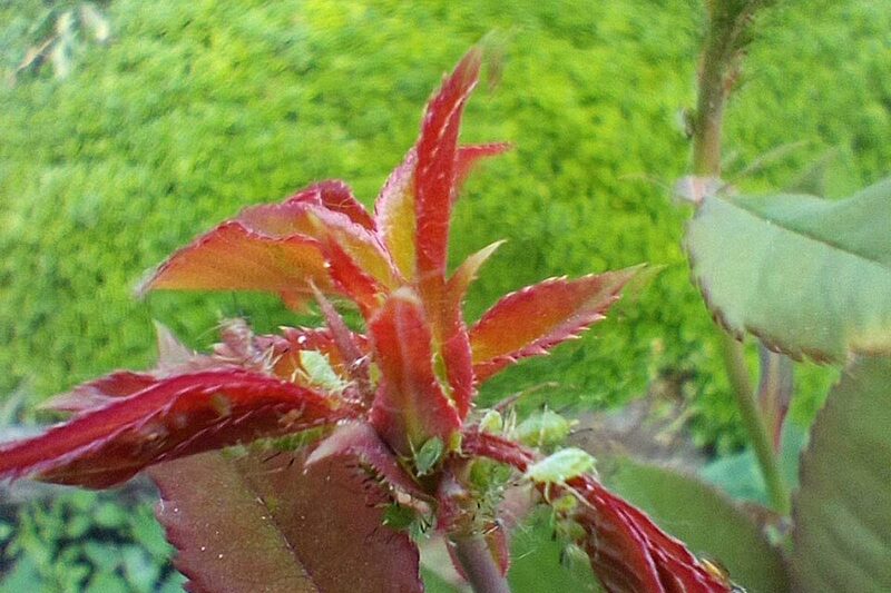 Green aphids clustered on a young rose shoot