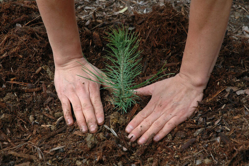 Hands planting a young seedling into dark mulched garden soil