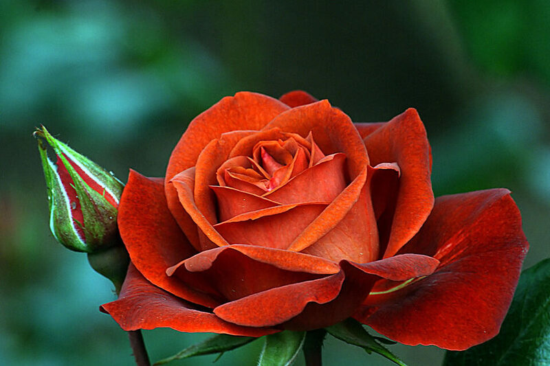 Hot Chocolate rose bloom opening in a home garden