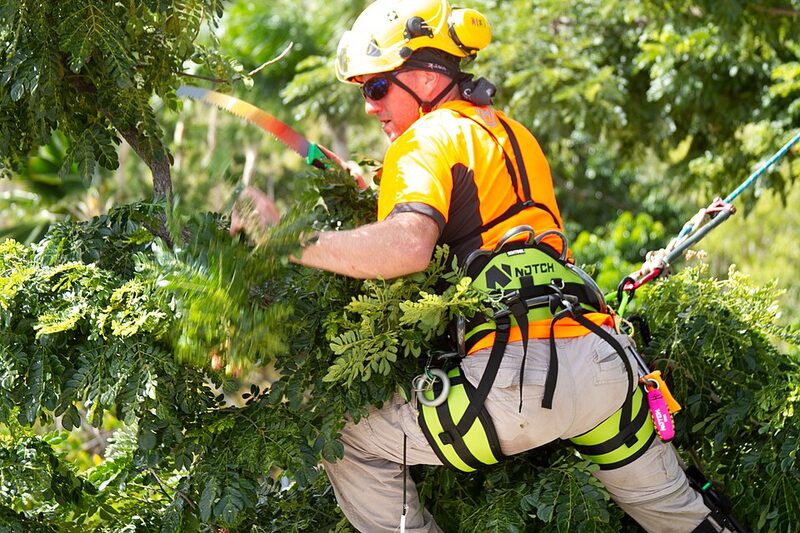 Arborist in safety gear trimming branches high in a leafy tree