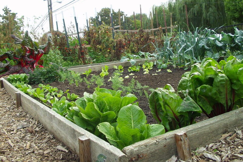 Thriving raised vegetable beds with leafy greens growing in mulch