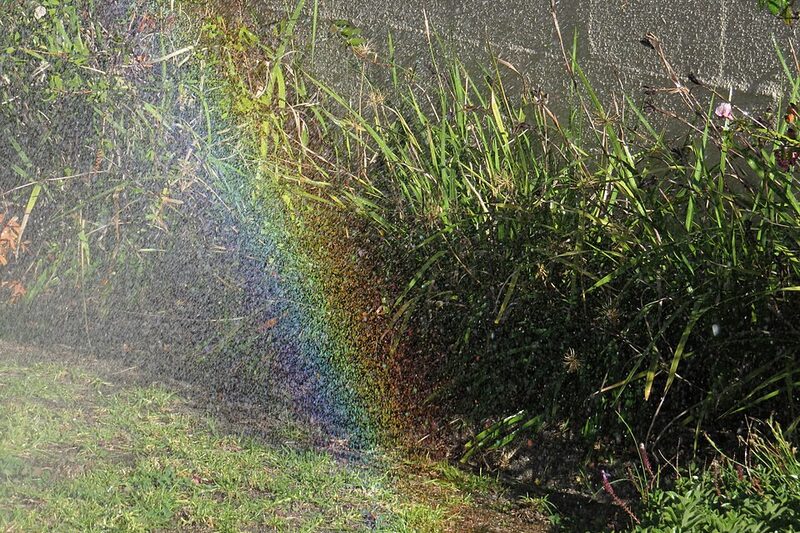 Sprinkler spray watering a garden bed in sunlight